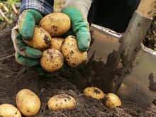 Perguntamos aos jardineiros qual a melhor época para plantar batatas, e todos disseram a mesma coisa
