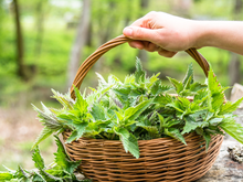 Se você tem essa planta em casa, tem um tesouro: descubra os benefícios da urtiga para a saúde (são surpreendentes)