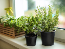 Como plantar temperos em casa: um guia para ter alecrim, manjericão, hortelã e outras ervas frescas todos os dias