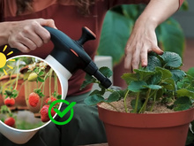 5 dicas que aprendi com uma jardineira para plantar morango em vaso sem veneno