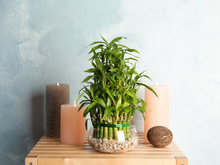 Essa planta asiática popular deve estar na sua casa se você deseja sorte e prosperidade para 2025