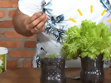 Nem precisa de vaso: aprenda como plantar alface em casa usando uma garrafa PET