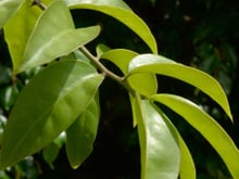 Fácil de cultivar, folha rica em cálcio e ferro que ajuda músculos e ossos cresce sem nenhum esforço em vasos