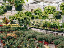 "Precisamos parar de comprar": o alerta de um especialista sobre planta vendida nas grandes lojas de jardinagem