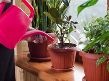 Água mágica que você tem em casa e joga fora é maravilhosa para regar plantas. Aprenda já esse truque!