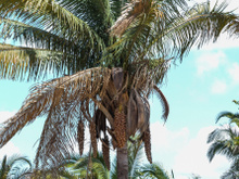 Babaçu: saiba mais sobre essa palmeira e as suas utilidades