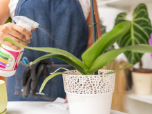 O truque das cascas de banana que está fazendo orquídeas florescerem mais rápido