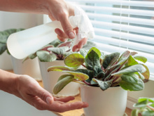 Faço essa mistura caseira com bicarbonato de sódio pra acabar com os fungos nas plantas e elas ficam ainda mais bonitas