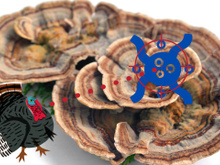 Benefícios do cauda de peru: como o cogumelo antitumoral pode afetar células cancerígenas