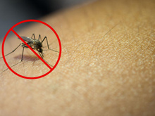 Me livrei dos mosquitos em casa com um truque muito simples: você só precisa desse ingrediente que todos temos na cozinha