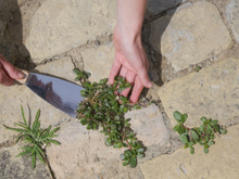 Os jardineiros deixaram de usar vinagre branco nas ervas daninhas: o que eles usam em vez disso está presente em todas as cozinhas após cada refeição
