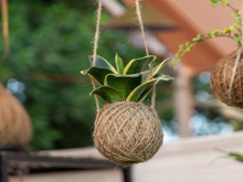 Nem vaso, nem jardim: técnica japonesa cultiva plantas flutuantes de um jeito elegante e econômico
