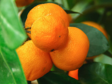 4 frutas que os japoneses comem todos os dias e tem no Brasil: o resultado é imunidade forte, pele macia e muita energia