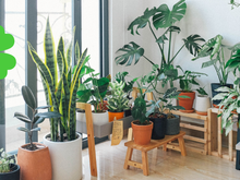 Já ouviu falar em plantas que afastam o azar? Elas existem e é melhor você ter em casa!