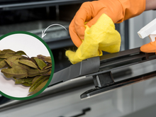 Você só precisa de uma folha de louro no forno para mudar a sua vida na cozinha: truque da vovó é simples e eficiente