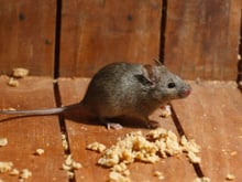 Especialistas em controle de pragas concordam: vedar rachaduras e armazenar alimentos adequadamente ajuda a manter os roedores longe de sua casa