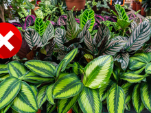 Não tenha essa planta em casa de forma algum: ela atrai insetos e pragas