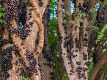 Dica de um amigo jardineiro: essas são as 8 árvores frutíferas que você pode plantar na calçada para deixar a frente da sua casa mais colorida
