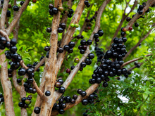 Como plantar a árvore de jabuticaba perfeita?
