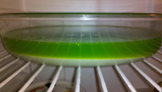 Gelatina com creme de limão - fácil e rápida