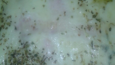 Lasanha de brócolis e peito de peru