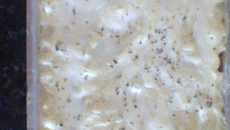 Lasanha à bolonhesa especial