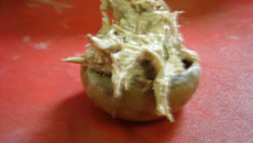 Cogumelos gigantes recheados com carne seca e abóbora