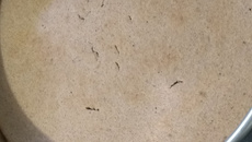 Pão de banana low carb