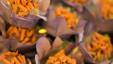 Brigadeiro gourmet de doce de leite