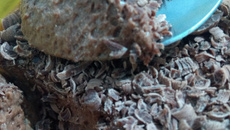 Mousse delicioso de chocolate