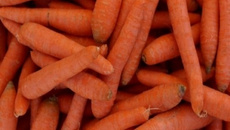 Cenoura para o verão