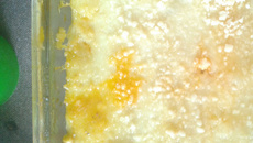 Escondidinho de Fruta-Pão com Carne Seca