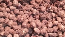 Amendoim de pipoqueiro