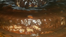 Bolo de chocolate assado com a calda