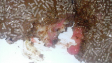 Bolo de Nutella com doce de leite