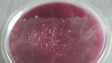 Sagu de sachês de suco de uva