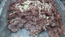 Carne moída para microondas