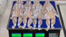 Coxas de rãs com redução de maçã