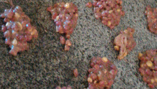 Pé de moloque fácil