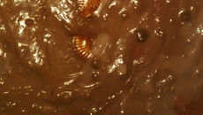 Pavê de chocolate simples