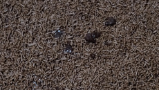 Bolo de cenoura com cobertura de chocolate especial da Ani