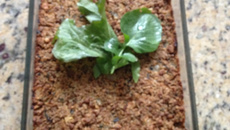 Quibe de soja de forno