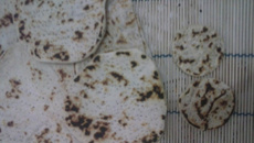 Piadina (receita italiana da emilia romagna)