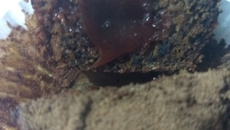 Muffin especial de banana