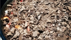 Torta de bolacha de chocolate com morango