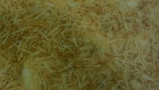 Lasanha de frango sem massa