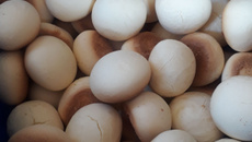 Sequilhos de leite moça práticos