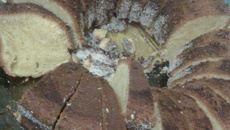 Bolo de fubá polvilhado com canela