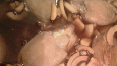 Choquinhos à minha moda