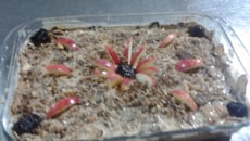 Creme de biscoito com frutas